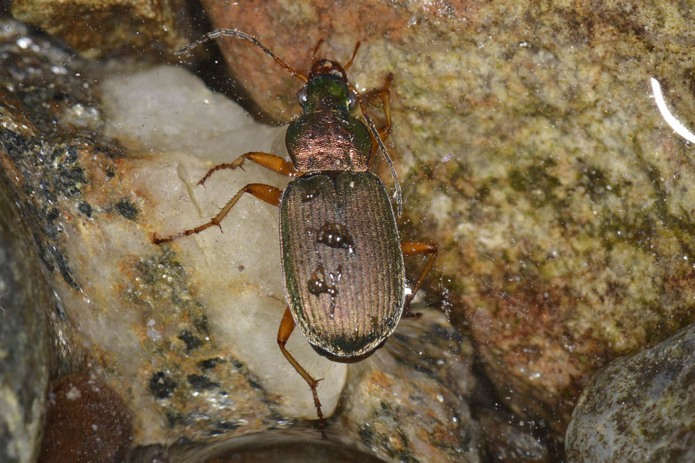 Chlaeniellus nitidulus subacqueo